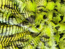 60" Feather Shaggy Faux Fur - Lime Green / Black - Soft Long Pile Thick Faux Fur Fabric By Yard