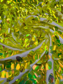 Jumbo Oval Sequins Fabric - Lime Green -  Iridescent Oval Shape Teardrop Sequins Fabric By Yard