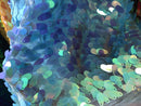 Iridescent Hologram Oval Tear Drop Sequins Fabric - Iridescent Turquoise - Mermaid Fabrics Dresses-Nightgowns-Prom Gown (Pick a Size)