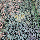 Iridescent Pink/Mint Sequin on Stretch Velvet With Two Tone Sequins all Over 5mm Shining Sequins Flip By The Yard